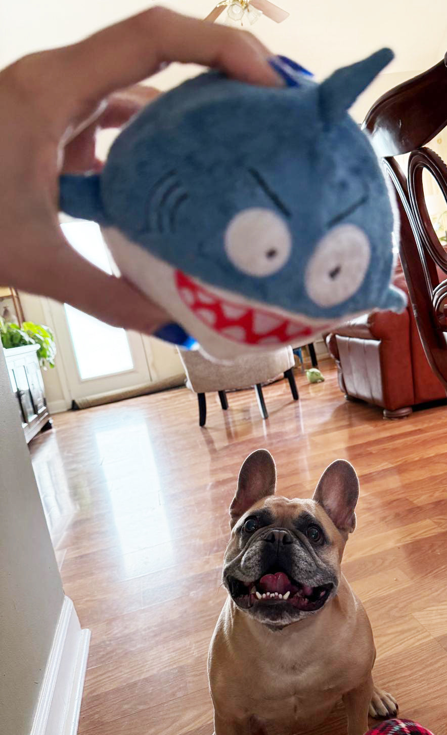 Max the Shark