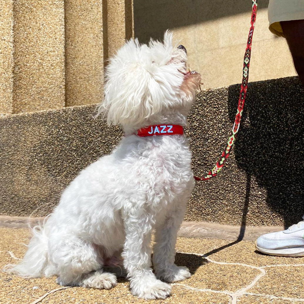 Personalized Collars