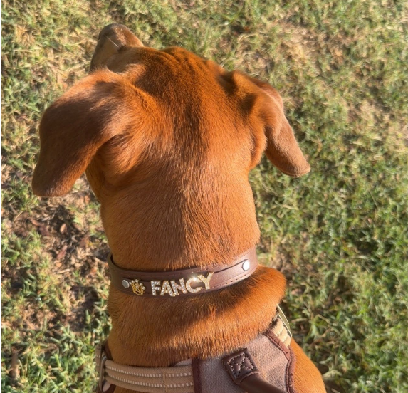 Brown Collar