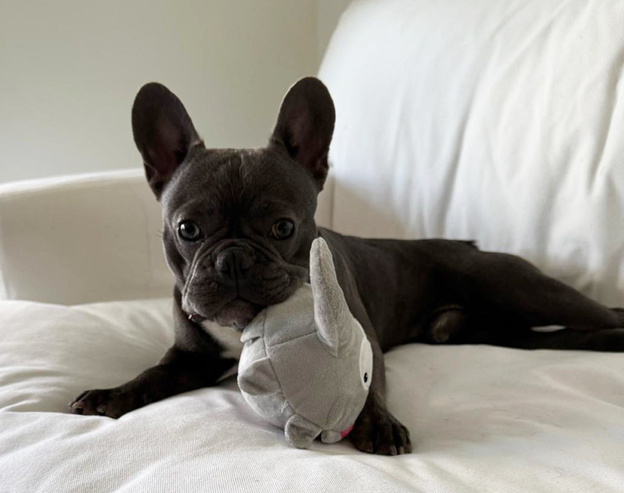Evan the Elephant