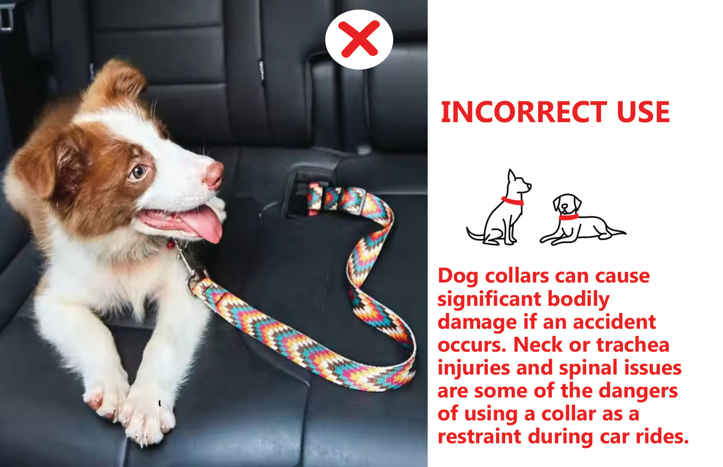 Starburst Seat Belt Leash