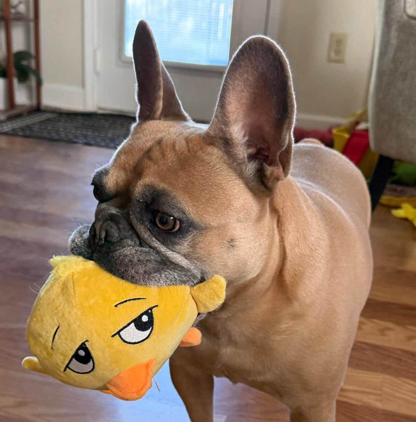 Chuck the duck
